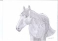 /album/dessins/dessin-cheval-crayon-jpg2/